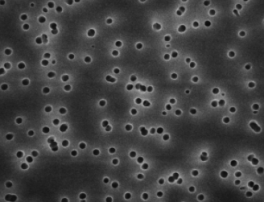 Millipore Sigma TTTP04700 ISOPORE POLYCARB 2 µm, White Membrane Filters, PPL 47 mm, 100/PK